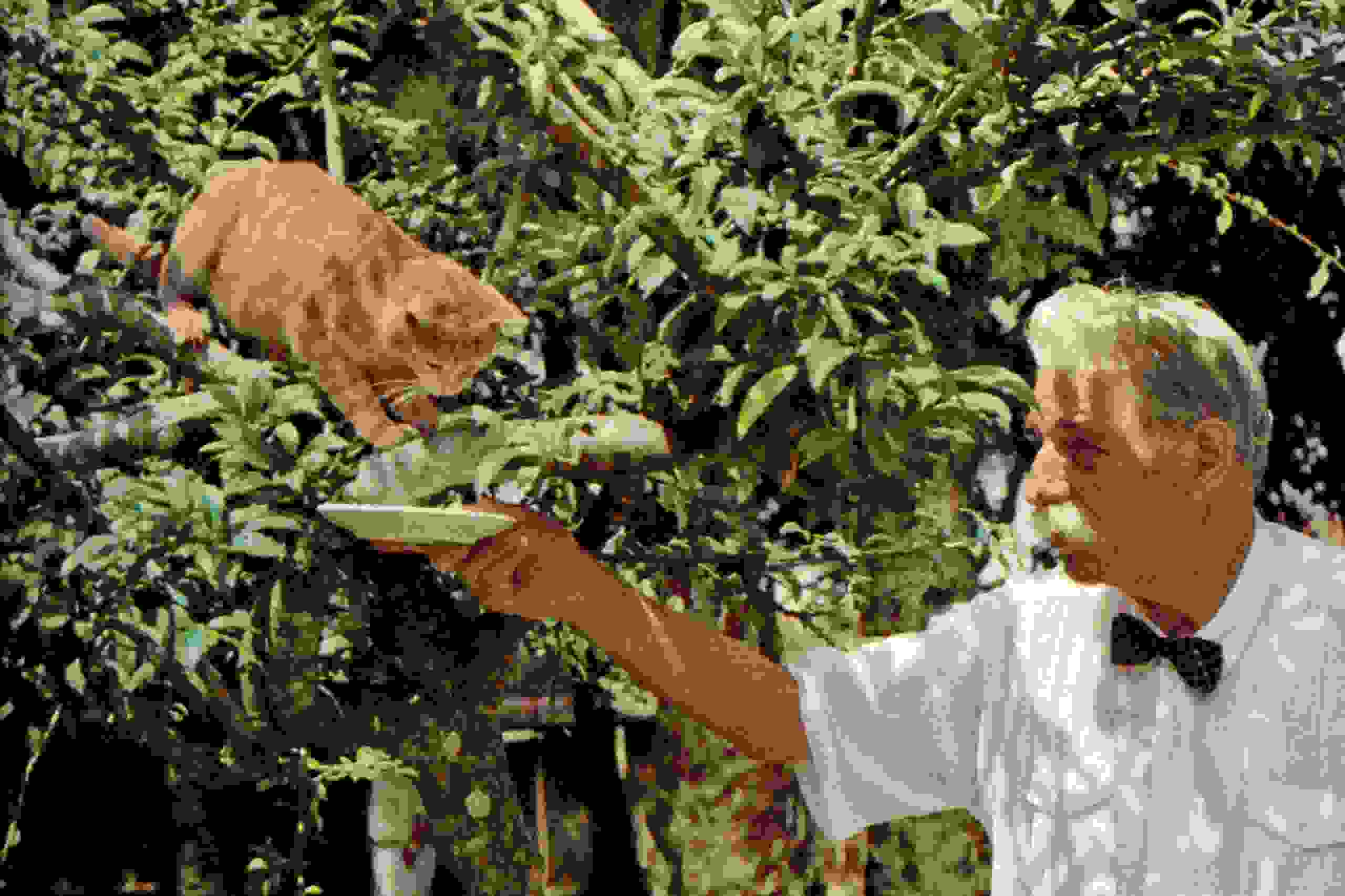 Katze Sisi
