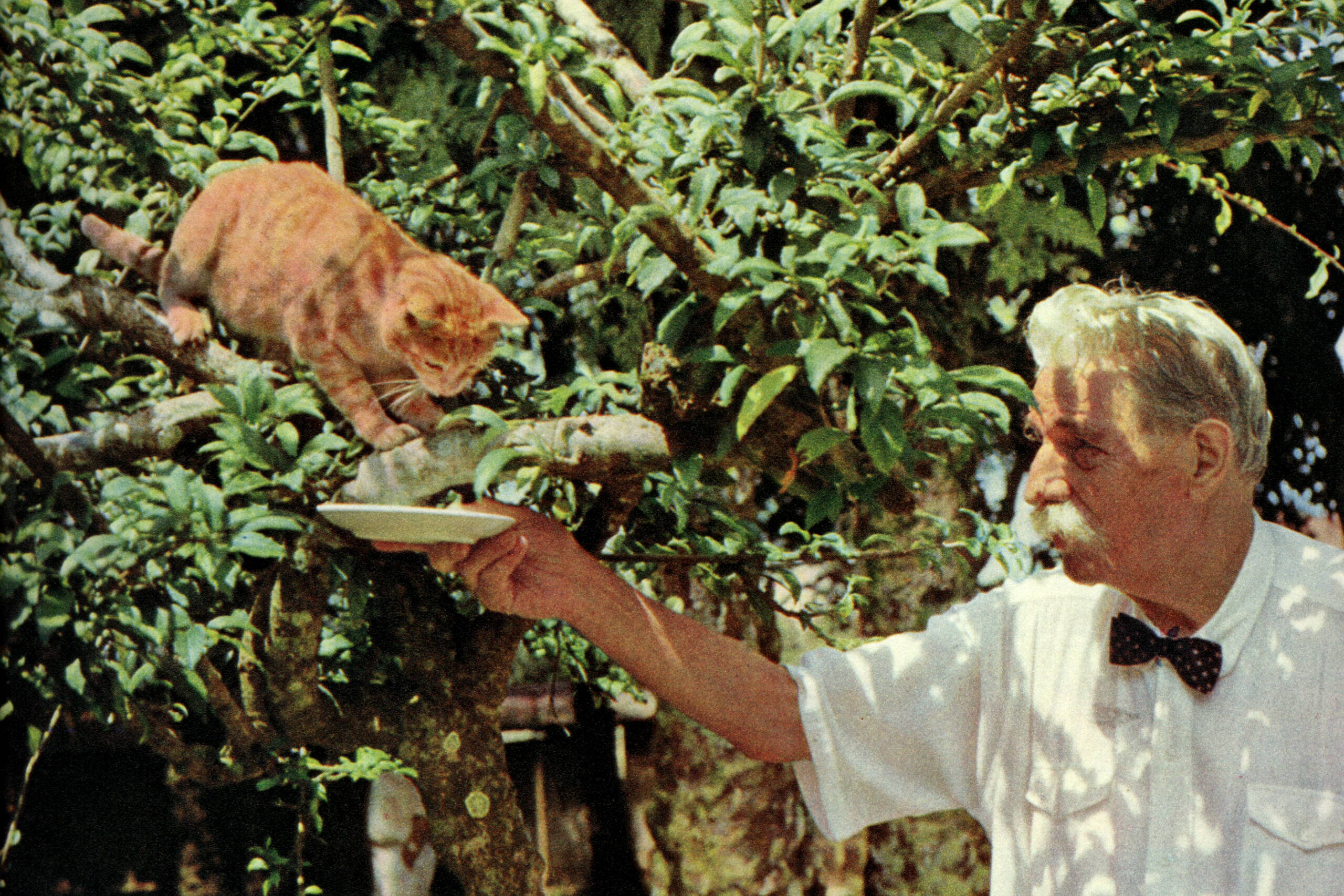 Albert Schweitzer mit Katze Sisi Katze Sisi